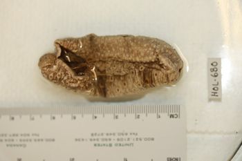 Media type: image;   Invertebrate Zoology HOL-680 Description: Preserved specimen.;